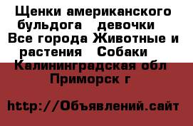 Щенки американского бульдога ( девочки) - Все города Животные и растения » Собаки   . Калининградская обл.,Приморск г.